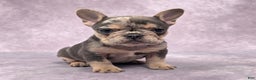 French Bulldog dogs for sale: Remi - Ad 9