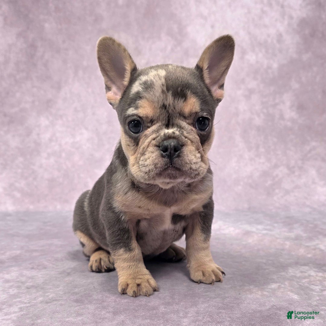 French Bulldog dogs for sale: Remi - Ad 9