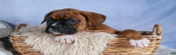 Boxer dogs for sale: Sarge  - Ad 15