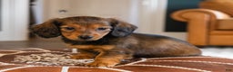 Dachshund dogs for sale: Honey - CHRISTMAS PUPPY! - Ad 2