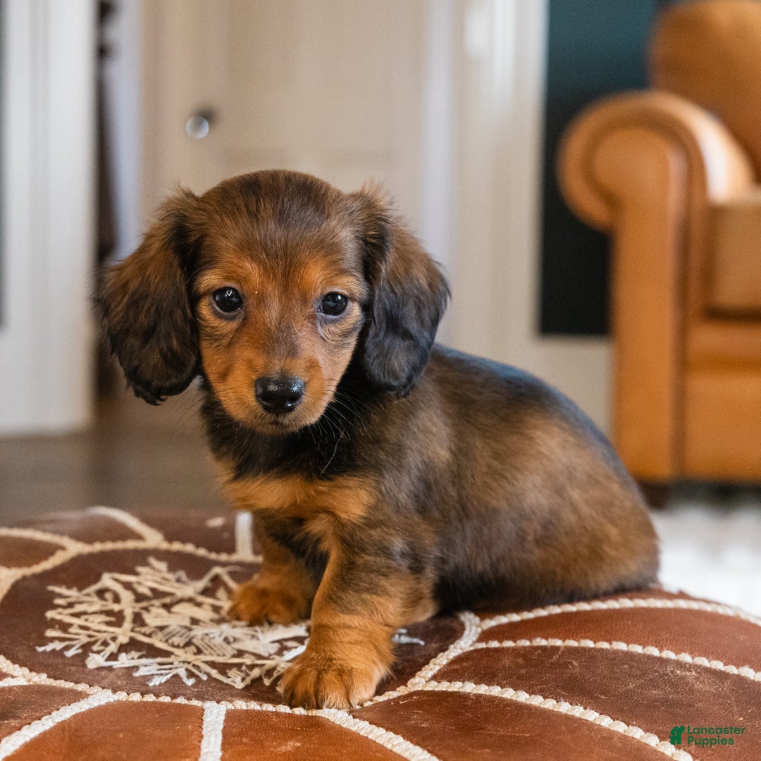 Dachshund dogs for sale: Honey - CHRISTMAS PUPPY! - Ad 2