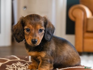 Dachshund dogs Honey - CHRISTMAS PUPPY! - Ad 1