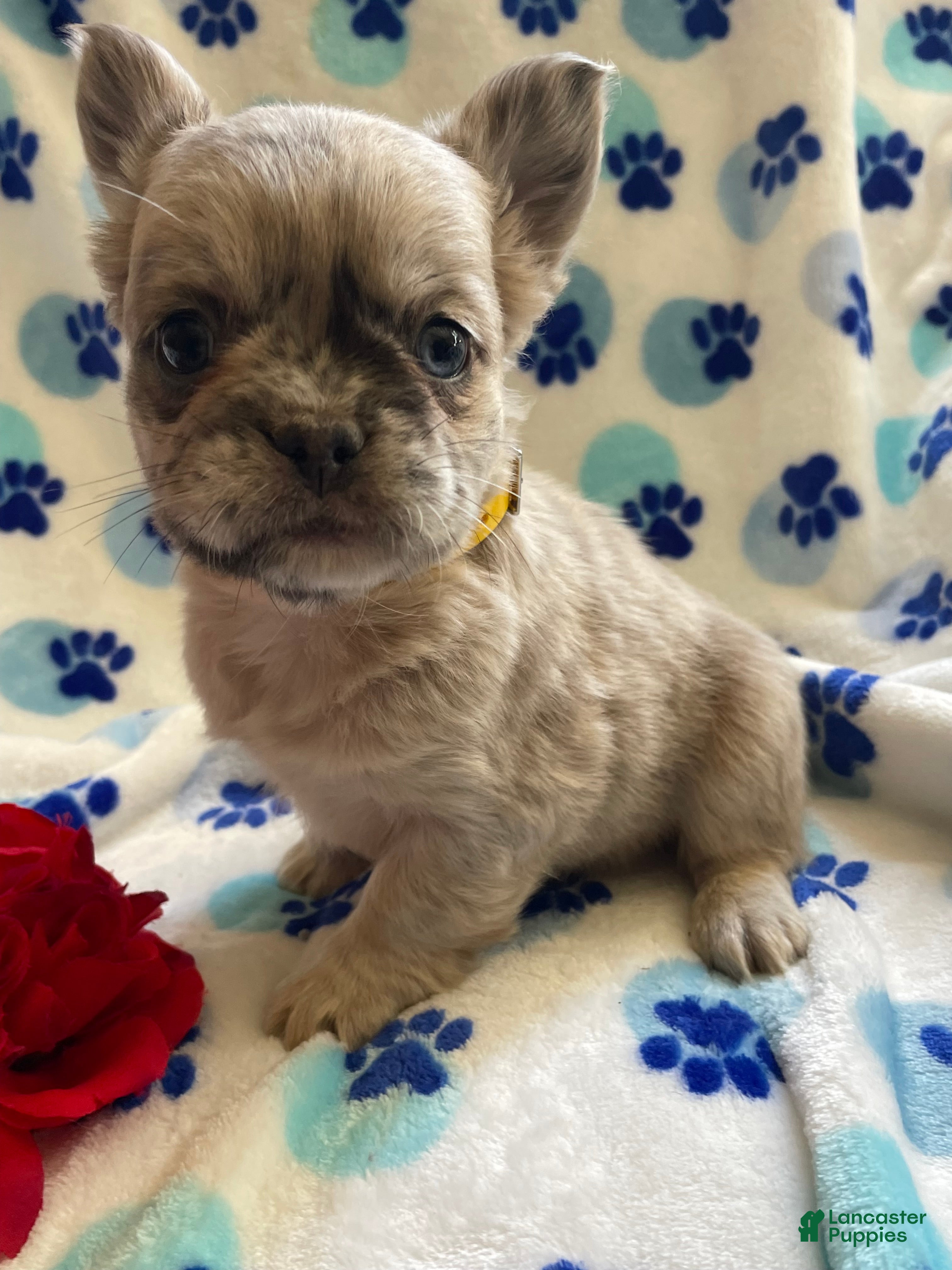 French Bulldog dogs Viva LONG HAIRED - Ad 20