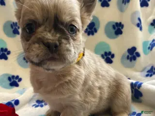 French Bulldog dogs Viva LONG HAIRED - Ad 20