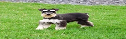 Miniature Schnauzer dogs for sale: Jasper  - Ad 1