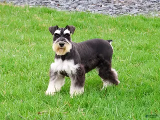 Miniature Schnauzer dogs Jasper - Ad 18