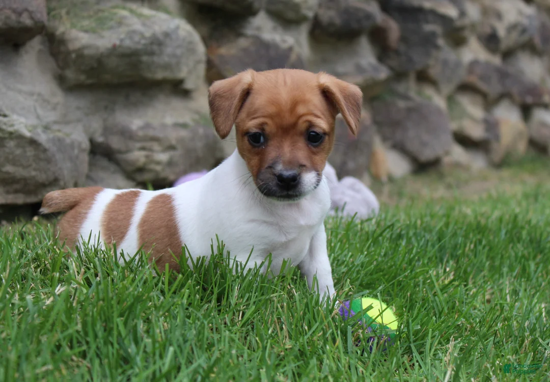 Jack Russell Terrier dogs for sale: Zoey - Ad 1