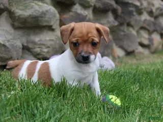 Jack Russell Terrier dogs for sale: Zoey - Ad 2