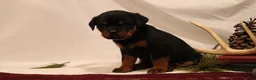 Rottweiler dogs for sale: Ainsley - Ad 6