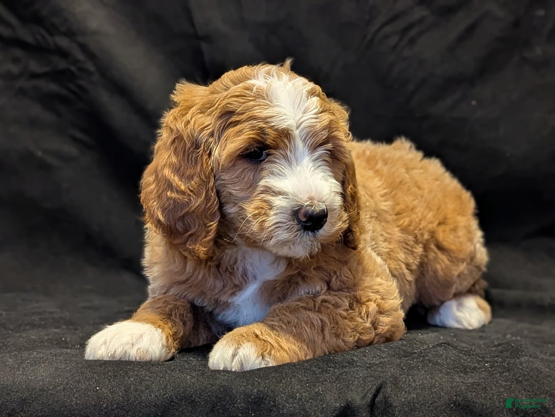 Goldendoodle dogs for sale: Teddy  - Ad 9