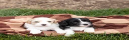 Cavachon dogs for sale: Coffee - Ad 7