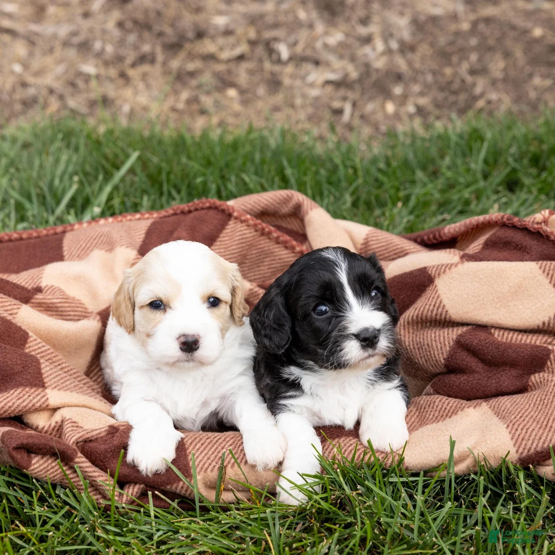 Cavachon dogs for sale: Coffee - Ad 7