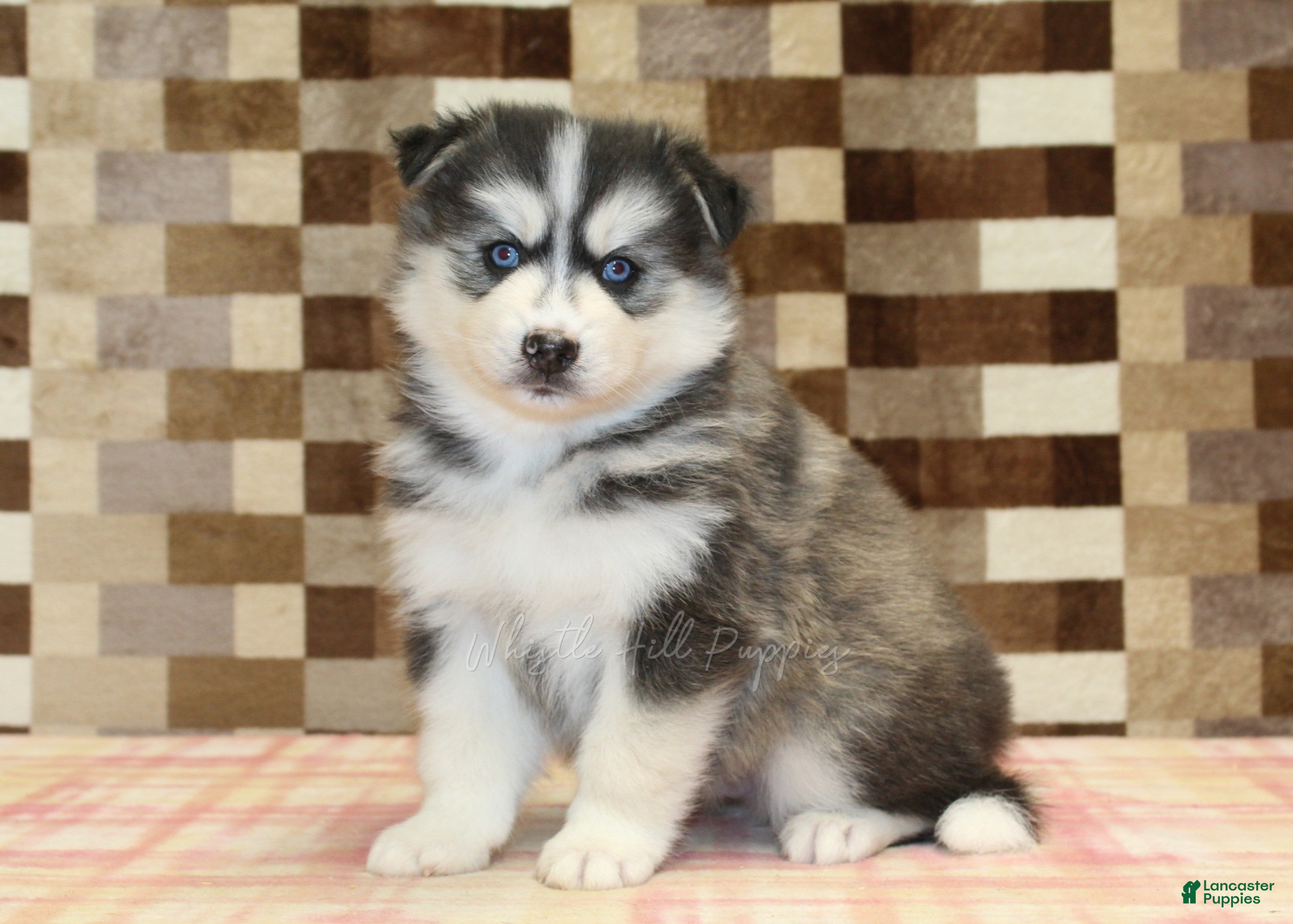 Pomsky dogs Waldo - Ad 1