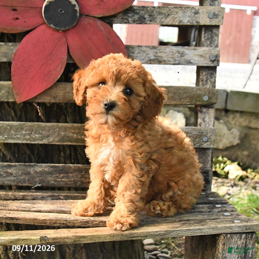 Havapoo dogs Tulip - Ad 1