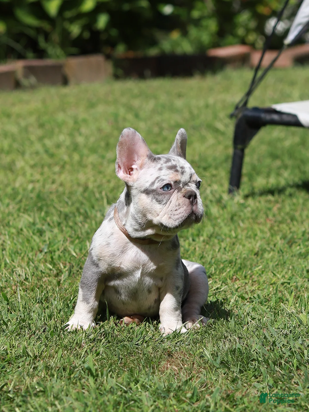 French Bulldog dogs for sale: Lora  - Ad 1