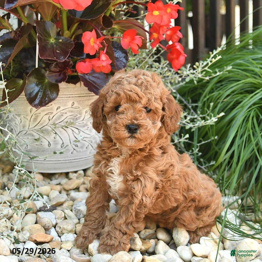 Toy Poodle dogs Jasper  - Ad 2