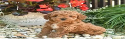 Toy Poodle dogs for sale: Jasper  - Ad 2
