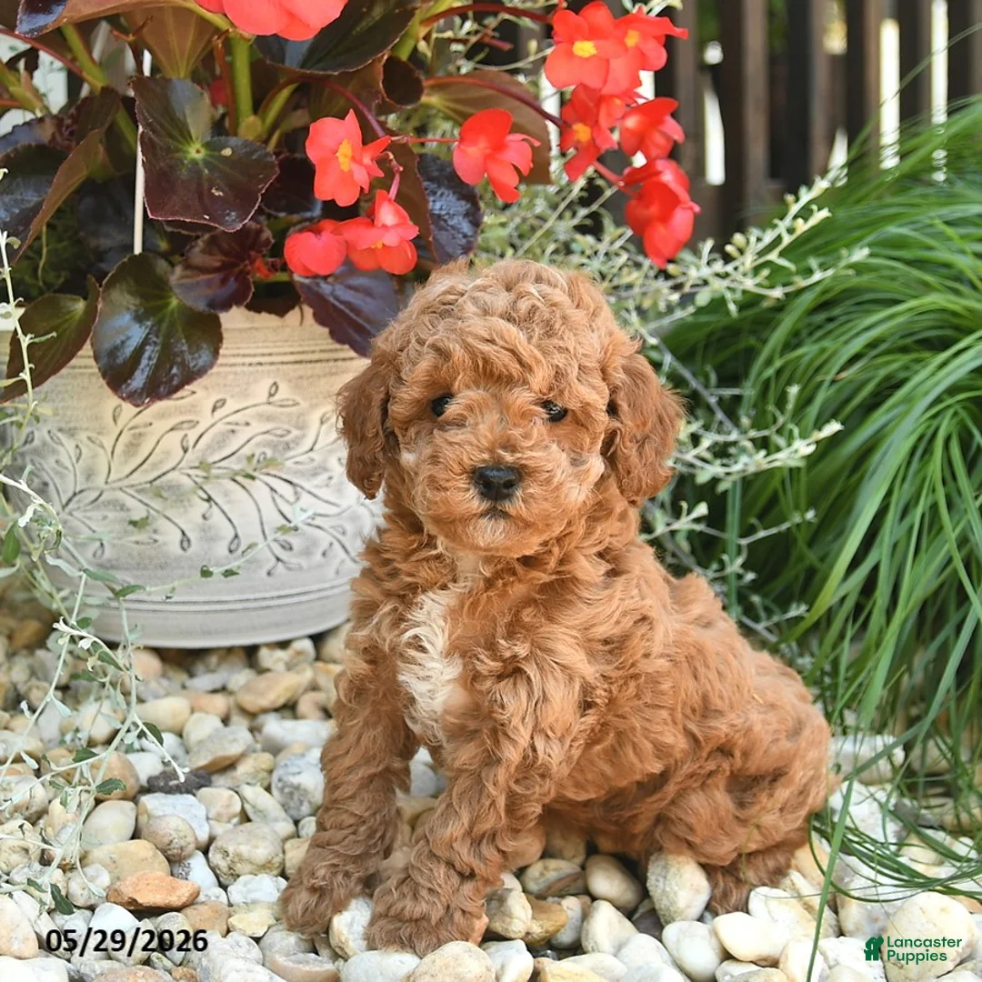 Toy Poodle dogs for sale: Jasper  - Ad 2