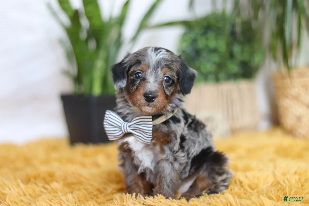 Yorkiepoo dogs for sale: Enzo - Ad 3