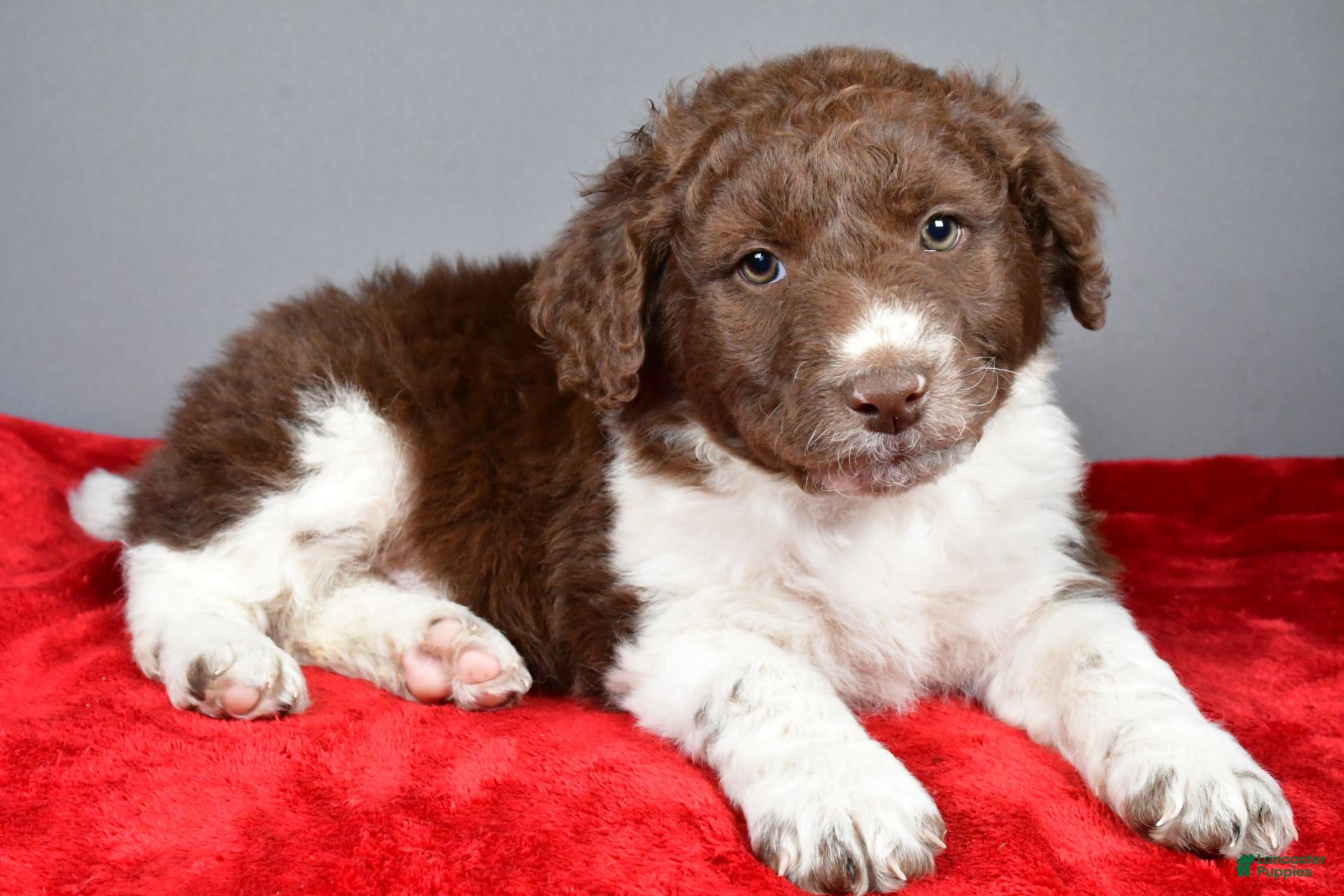 Aussiedoodle dogs for sale: Charlie - Ad 1