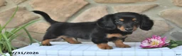 Miniature Dachshund dogs for sale: Rodney - Ad 3