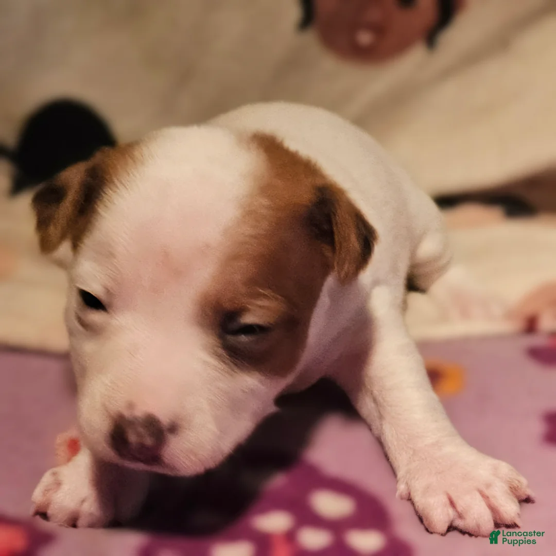 Chihuahua dogs for sale:  Ellie - Ad 1