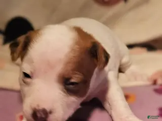 Chihuahua dogs Ellie - Ad 31