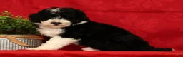 Mini Sheepadoodle dogs for sale: Tucker - Ad 4