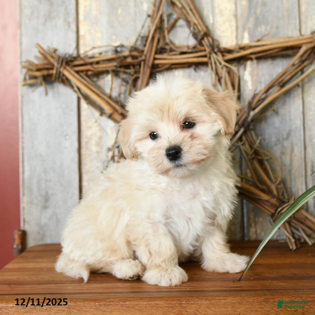 Maltipoo dogs for sale: Love  - Ad 2