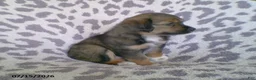 Miniature Australian Shepherd dogs for sale: Lila - Ad 3