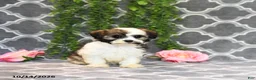 Mixed Breed dogs for sale: Daisy - Ad 3