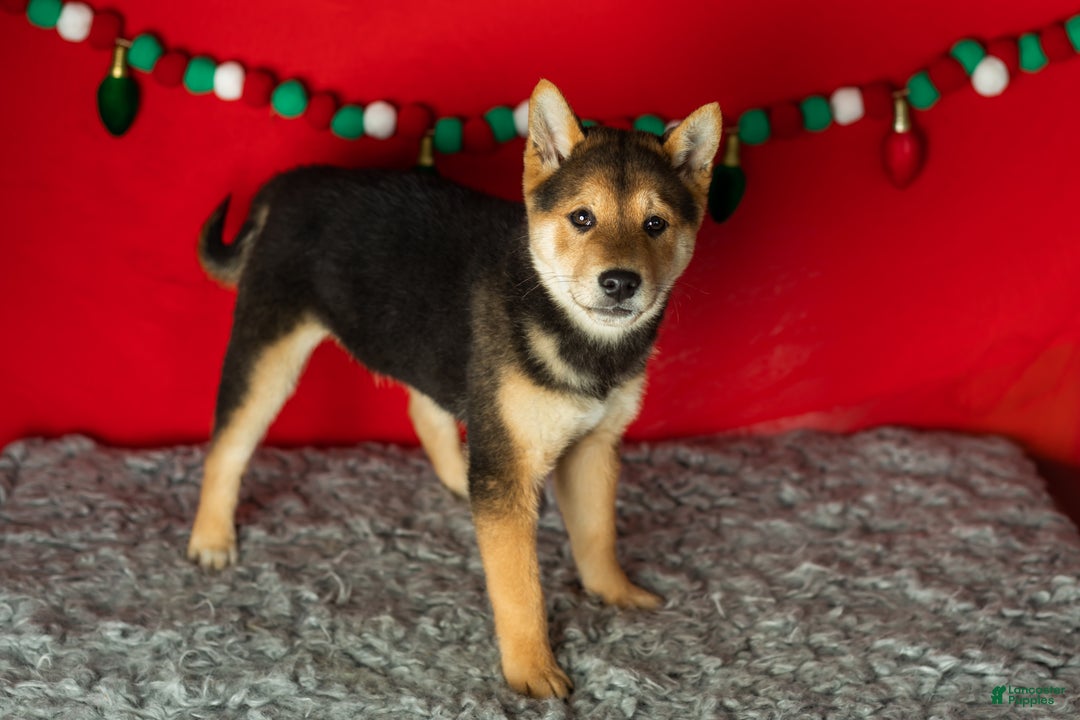 Shiba Inu dogs for sale: Benji  - Ad 3