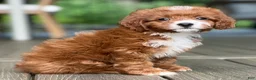 Cavapoo dogs for sale: Lulu - Ad 3