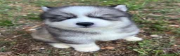 Siberian Husky dogs for sale: Chevy - Ad 12