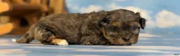 Pekapoo dogs for sale: June  - Ad 5