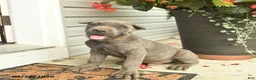 Cane Corso dogs for sale: Maverick  - Ad 3