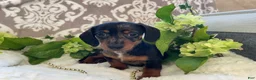 Miniature Dachshund dogs for sale: Ezra - Ad 11