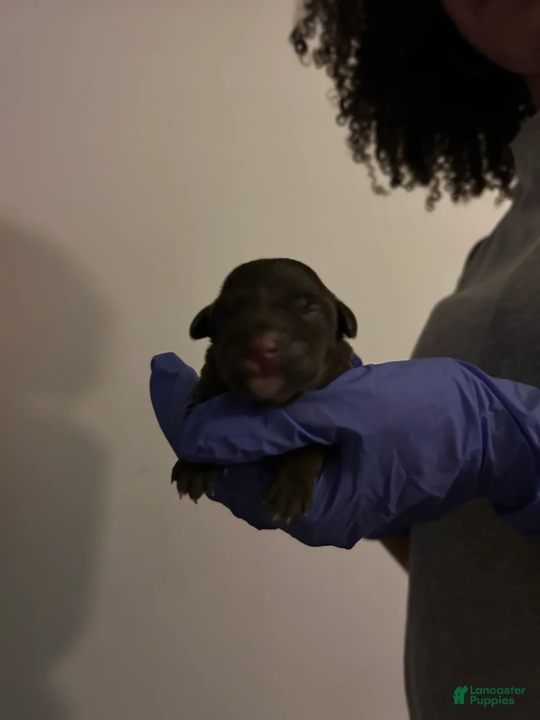 Schnoodle dogs for sale: Schnoodle Puppy 5 - Ad 1