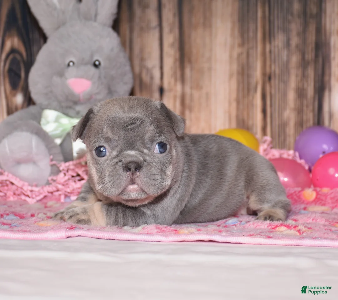 French Bulldog dogs for sale: Paisley  - Ad 2