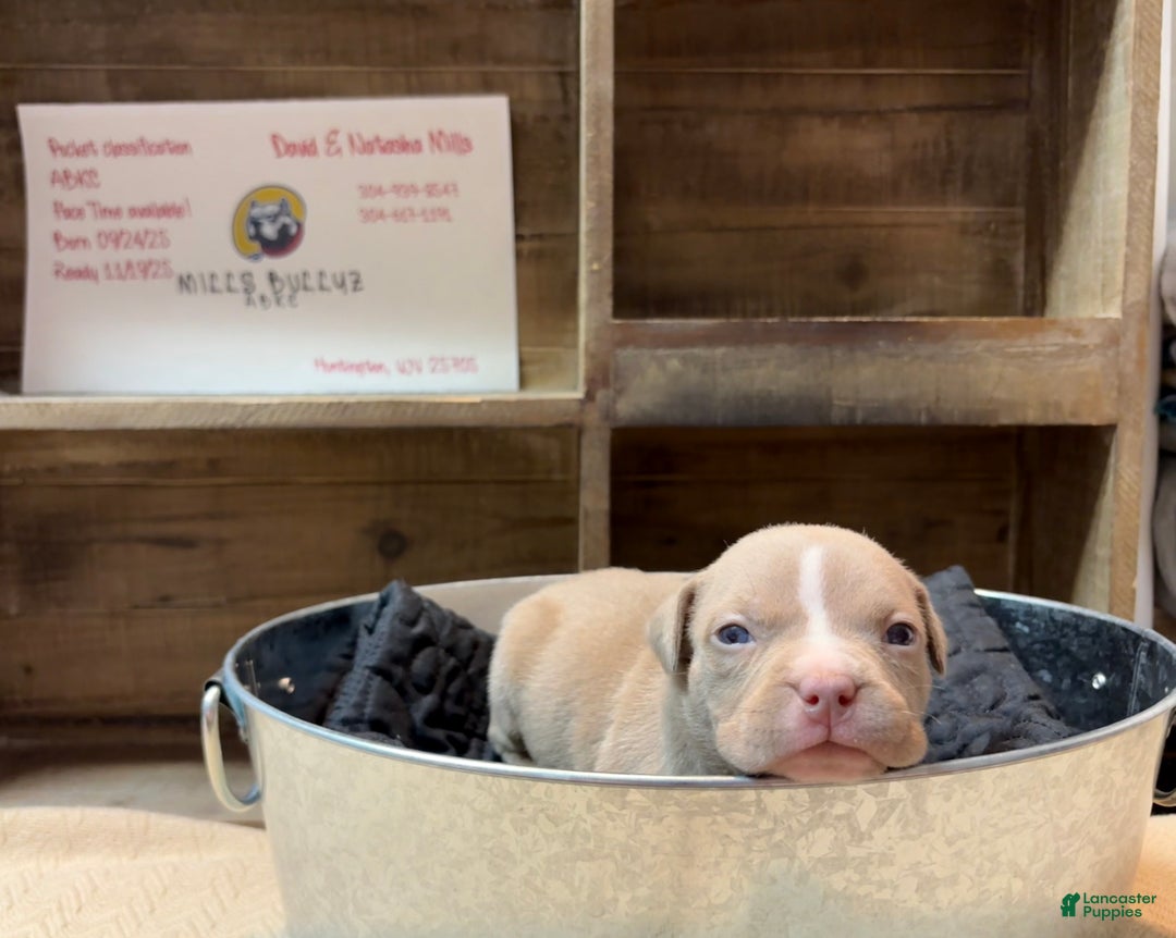 American Bully dogs for sale: Poe - Ad 5