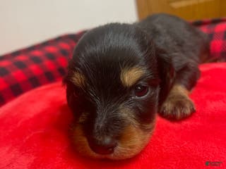 Dachshund dogs Dachshund Puppy 2 - Ad 29