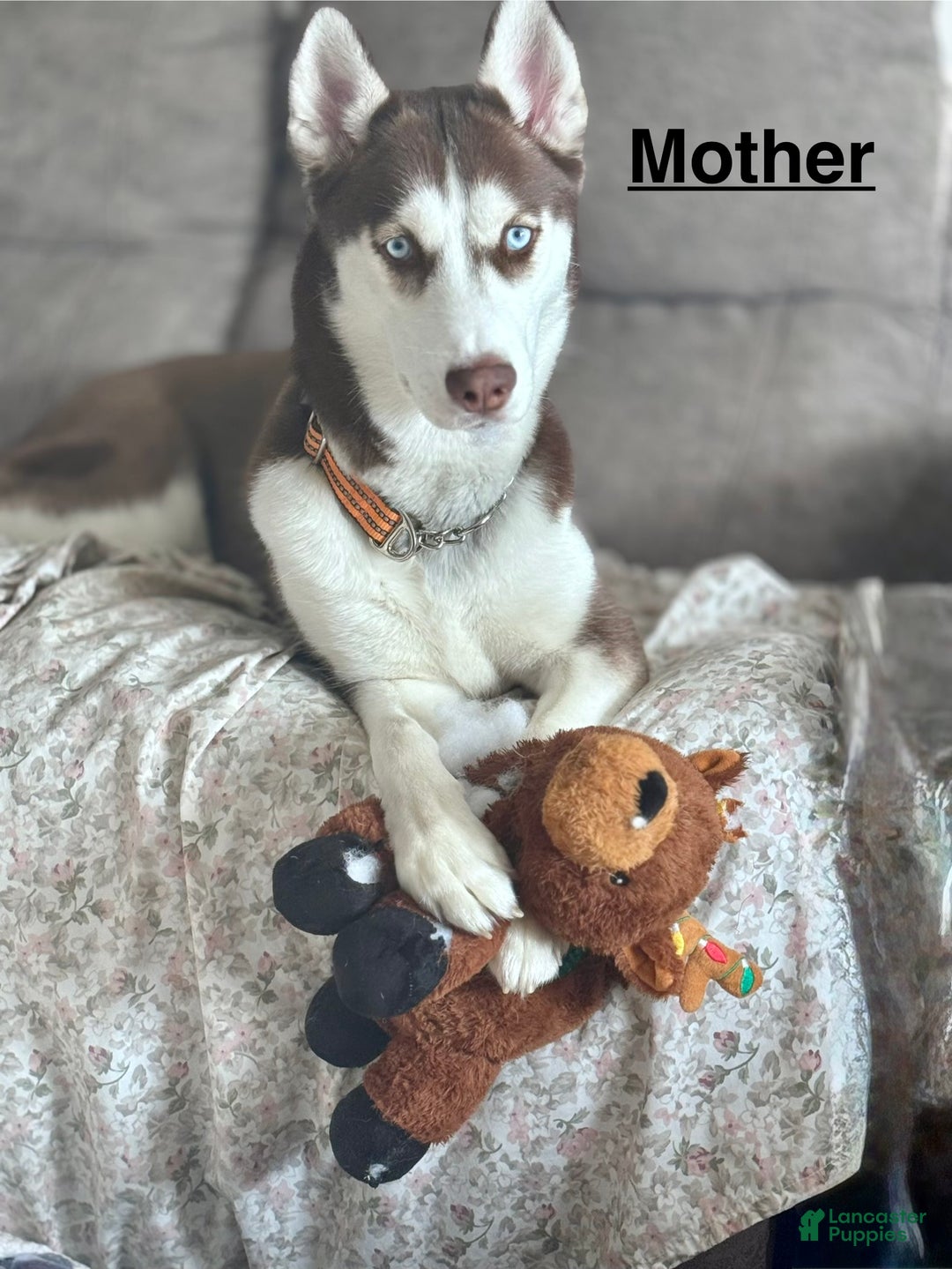 Siberian Husky dogs for sale: Siberian Husky Puppy 6 - Ad 2
