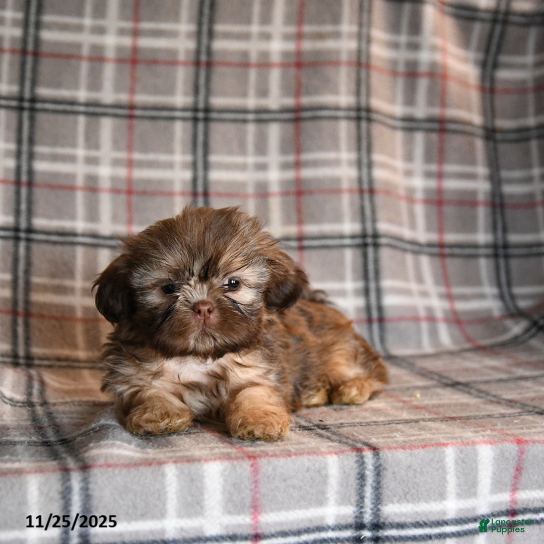 Shih Tzu dogs for sale: Cody - Ad 3