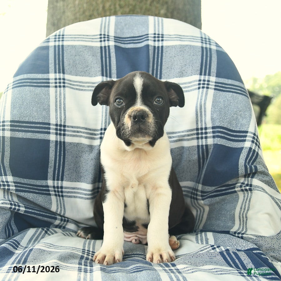 Boston Terrier dogs Flash  - Ad 1