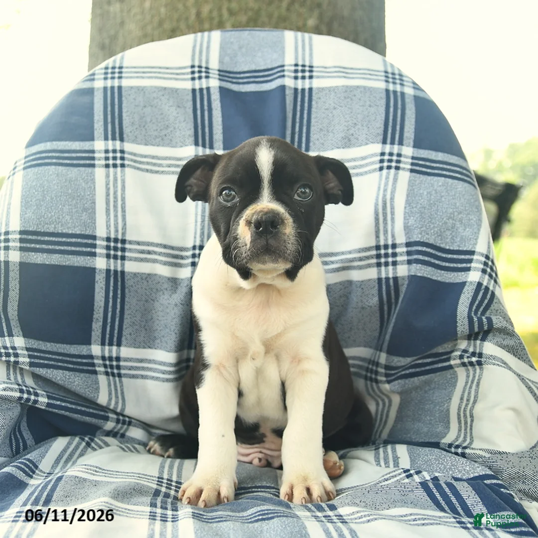 Boston Terrier dogs for sale: Flash  - Ad 1