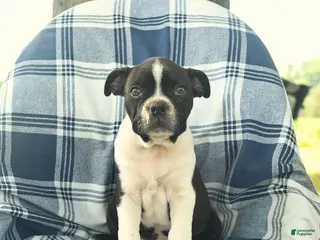 Boston Terrier dogs for sale: Flash - Ad 4