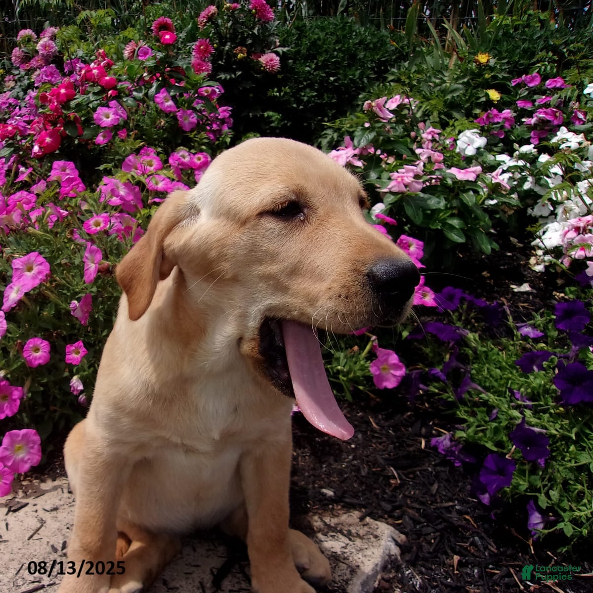 Labrador Retriever dogs Melody - Ad 2