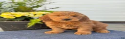 Goldendoodle dogs for sale: Tommy - Ad 1