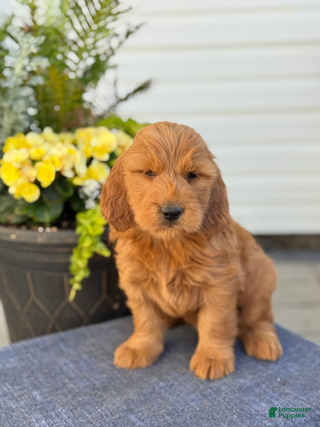 Goldendoodle dogs for sale: Tommy - Ad 1