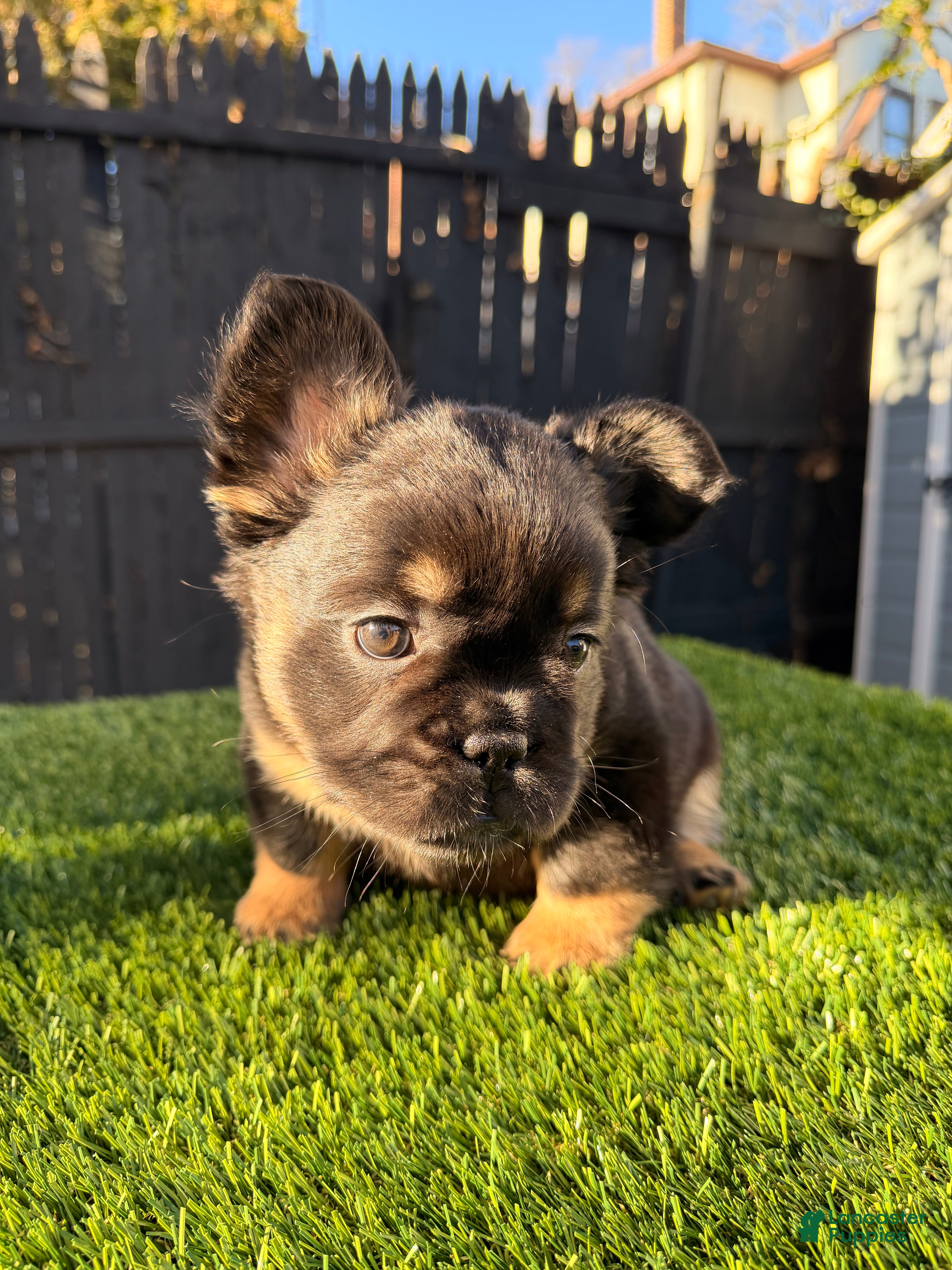 French Bulldog dogs Winter - Ad 13